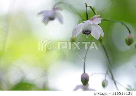 奥多摩・御岳山のレンゲショウマ 116515129