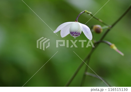 奥多摩・御岳山のレンゲショウマ 116515130