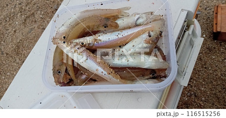 タッパに仮に入れられた釣られたばかりのシロギス 116515256