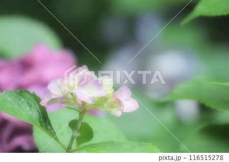 ピンクのアジサイの花 116515278