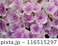 紫陽花の彩り 116515297