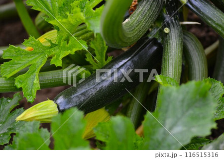 収穫したズッキーニ 収穫したズッキーニ 116515316