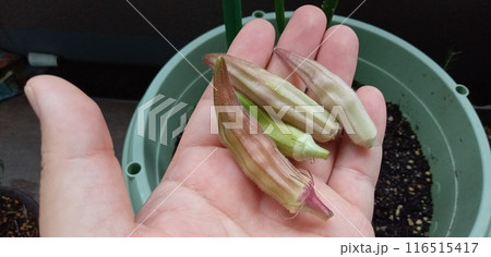 日当たりの悪さで赤オクラの色づきが悪い 116515417