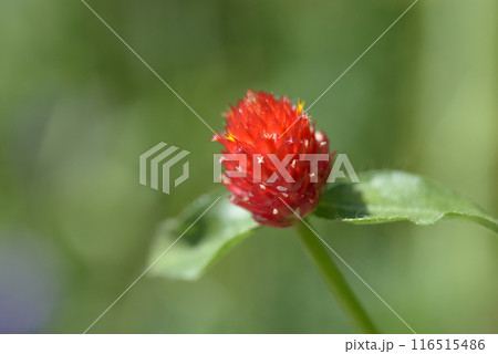 センニチコウ センニチコウ 116515486