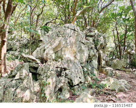 沖縄の森の中にあった岩石	 116515487