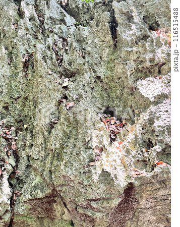 沖縄の森の中にあった岩石	 116515488