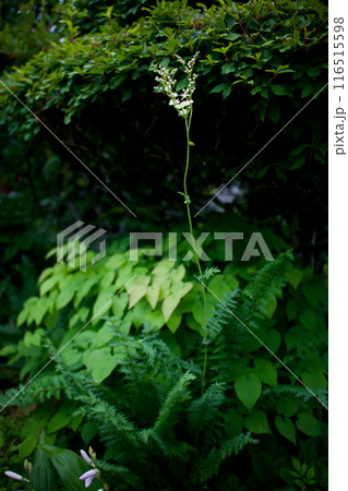 六弁シモツケの花。シモツケソウに属する?ならば花言葉は「穏やか」「たおやかな風景」「余裕」ゆるり感。 六弁シモツケの花。シモツケソウに属する?ならば花言葉は「穏やか」「たおやかな風景」「余裕」ゆるり感。 116515598