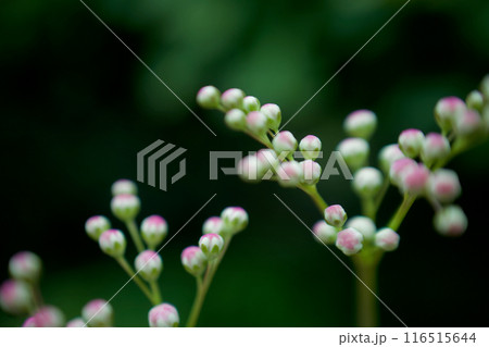 六弁シモツケの花。シモツケソウに属する?ならば花言葉は「穏やか」「たおやかな風景」「余裕」ゆるり感。 六弁シモツケの花。シモツケソウに属する?ならば花言葉は「穏やか」「たおやかな風景」「余裕」ゆるり感。 116515644