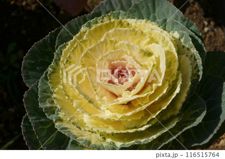 ハボタン 116515764