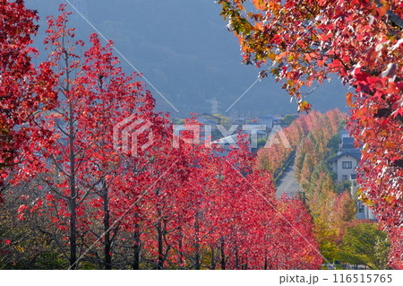 秋の京都桂坂タウン 116515765