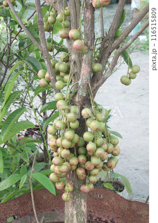 Baccaurea motleyana fruit on tree in farm 116515809