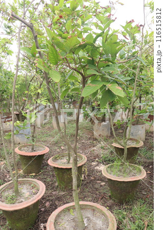 Baccaurea motleyana fruit on tree in farm Baccaurea motleyana fruit on tree in farm 116515812