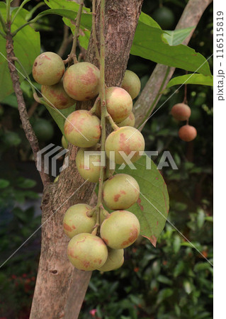 Baccaurea motleyana fruit on tree in farm Baccaurea motleyana fruit on tree in farm 116515819