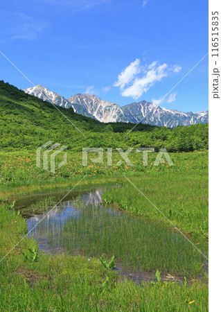 夏の白馬　ニッコウキスゲと白馬三山 116515835