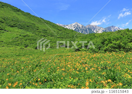 夏の白馬　ニッコウキスゲと白馬三山 116515843