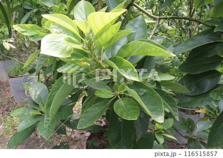Artocarpus lacucha on tree in the farm are cash crops 116515857