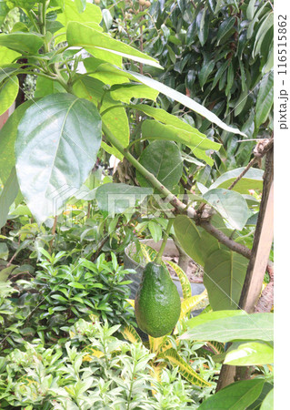Artocarpus lacucha on tree in the farm are cash crops 116515862