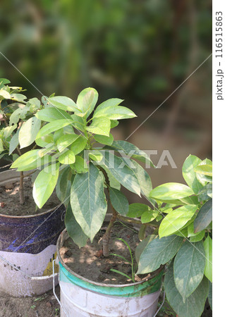 Artocarpus lacucha on tree in the farm are cash crops Artocarpus lacucha on tree in the farm are cash crops 116515863