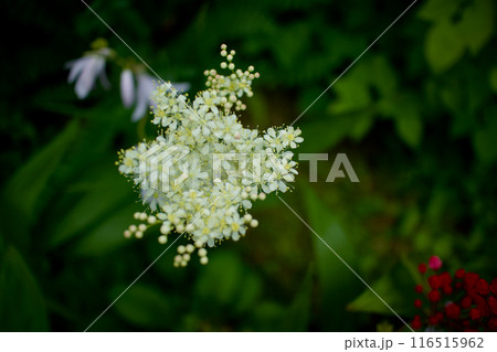 六弁シモツケの花。シモツケソウに属する？ならば花言葉は「穏やか」「たおやかな風景」「余裕」ゆるり感。 116515962