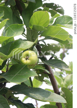 green apple on tree in farm are cash corps 116515978