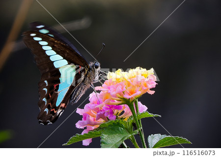 花の蜜を吸うアゲハチョウ 花の蜜を吸うアゲハチョウ 116516073