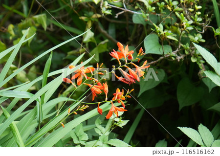 ヒメオウギスイセンの花 ヒメオウギスイセンの花 116516162