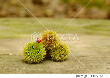ウッドデッキと毬栗 ウッドデッキと毬栗 116516187