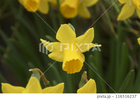 スイセン 116516237