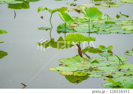 大明湖のアカガシラサギ 116516351