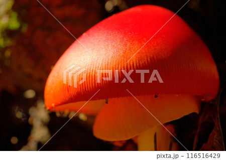 るり渓のタマゴダケの傘のアップ 116516429