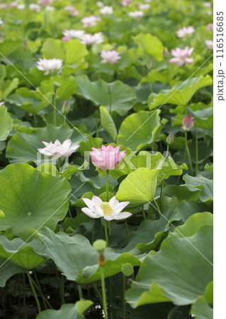 日本の蓮 116516685