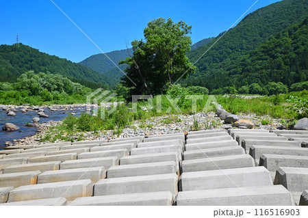清津川 砂防・テトラ 河原の風景 大島橋付近 新潟県湯沢町 清津川 砂防・テトラ 河原の風景 大島橋付近 新潟県湯沢町 116516903