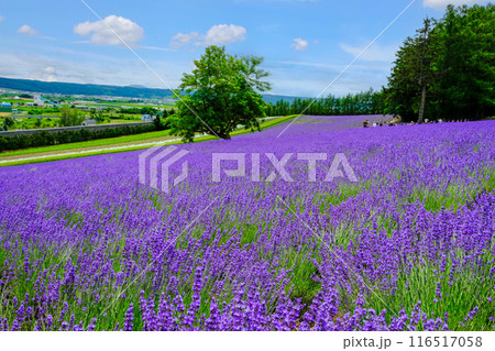 広大なラベンダー畑 116517058