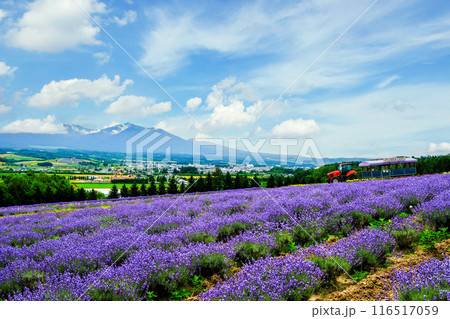 ラベンダー畑とトラクターバス ラベンダー畑とトラクターバス 116517059