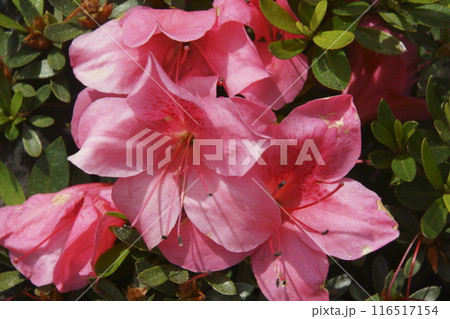ツツジ 116517154