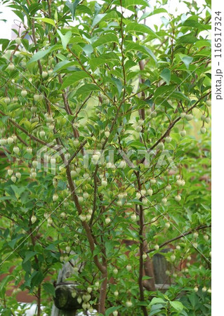 エゴノキの実・2024年㋆ 116517324