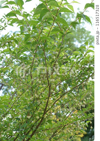 エゴノキの実・2024年㋆ 116517328