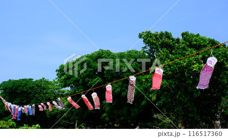 石垣島の崎原公園のこいのぼり 116517360