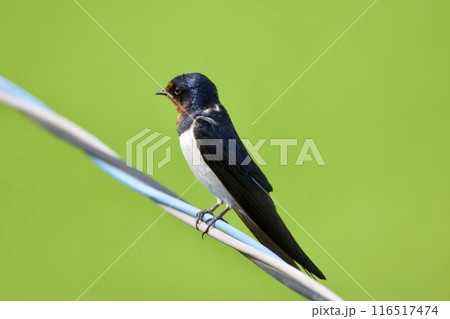 ツバメ / swallow Japan 116517474