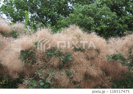 ドライフラワー状になったスモークツリーの花・2024年㋆　 116517475