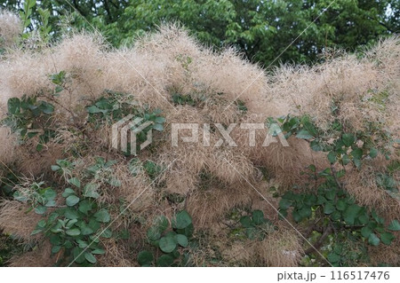 ドライフラワー状になったスモークツリーの花・2024年㋆　 116517476