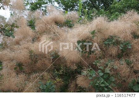 ドライフラワー状になったスモークツリーの花・2024年㋆ ドライフラワー状になったスモークツリーの花・2024年㋆ 116517477