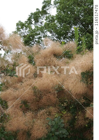 ドライフラワー状になったスモークツリーの花・2024年㋆ ドライフラワー状になったスモークツリーの花・2024年㋆ 116517478