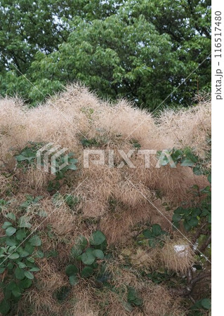 ドライフラワー状になったスモークツリーの花・2024年㋆ ドライフラワー状になったスモークツリーの花・2024年㋆ 116517480