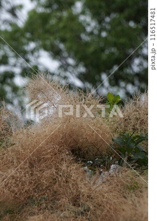 ドライフラワー状になったスモークツリーの花・2024年㋆　 116517481