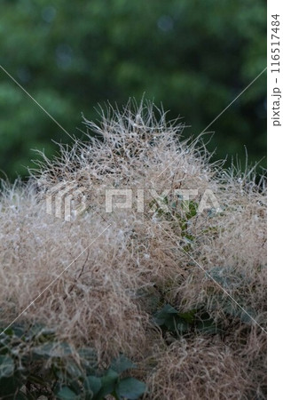 ドライフラワー状になったスモークツリーの花・2024年㋆ ドライフラワー状になったスモークツリーの花・2024年㋆ 116517484