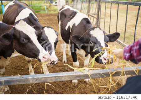 Portrait of Middle East Asian male farming worker feeds a cows with a grass hay in dairy farm. Worker in modern livestock industry and agricultural farming concept. Portrait of Middle East Asian male farming worker feeds a cows with a grass hay in dairy farm. Worker in modern livestock industry and agricultural farming concept. 116517540