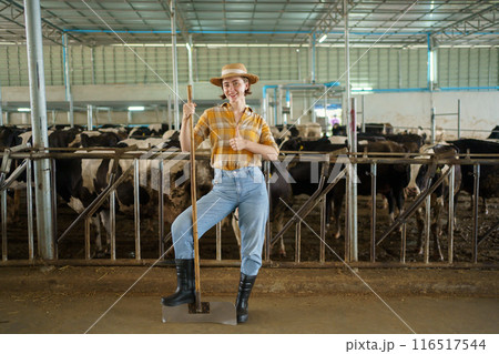 Happy cheerful caucasian white female farmer making arms crossed and smiling to camera while standing in cow dairy farm. Female vet or veterinarian inspecting a livestock cows in farm. Happy cheerful caucasian white female farmer making arms crossed and smiling to camera while standing in cow dairy farm. Female vet or veterinarian inspecting a livestock cows in farm. 116517544