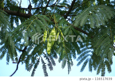 ネムノキの若い実・2024年㋆ 116517639