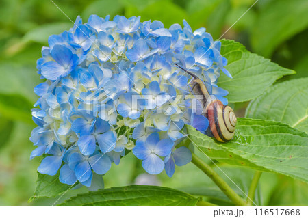 梅雨の風景 紫陽花とカタツムリ 梅雨の風景 紫陽花とカタツムリ 116517668